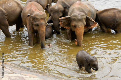 Asian elephants in river, Pinnawala Elephant Orphanage, Kegalle, Sri Lanka © Michele Burgess
