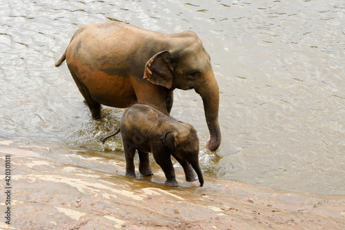 Asian elephant with calf in river  Pinnawala Elephant Orphanage  Kegalle  Sri Lanka