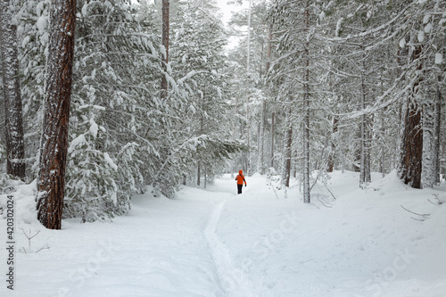 A girl in a bright orange jacket walks along a narrow path into a snow-covered winter pine forest. Snow completely covers the ground and lies on the branches of the trees.