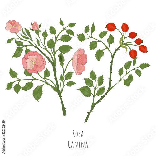 Sketch of Rosa canina or Dog rose