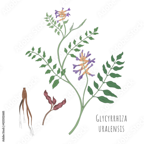 Sketch of Glycyrrhiza Uralensis or Gancao Herb