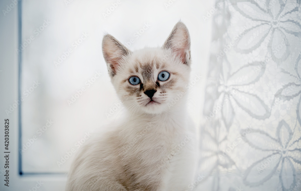Portrait of a kitten with blue eyes on the window.