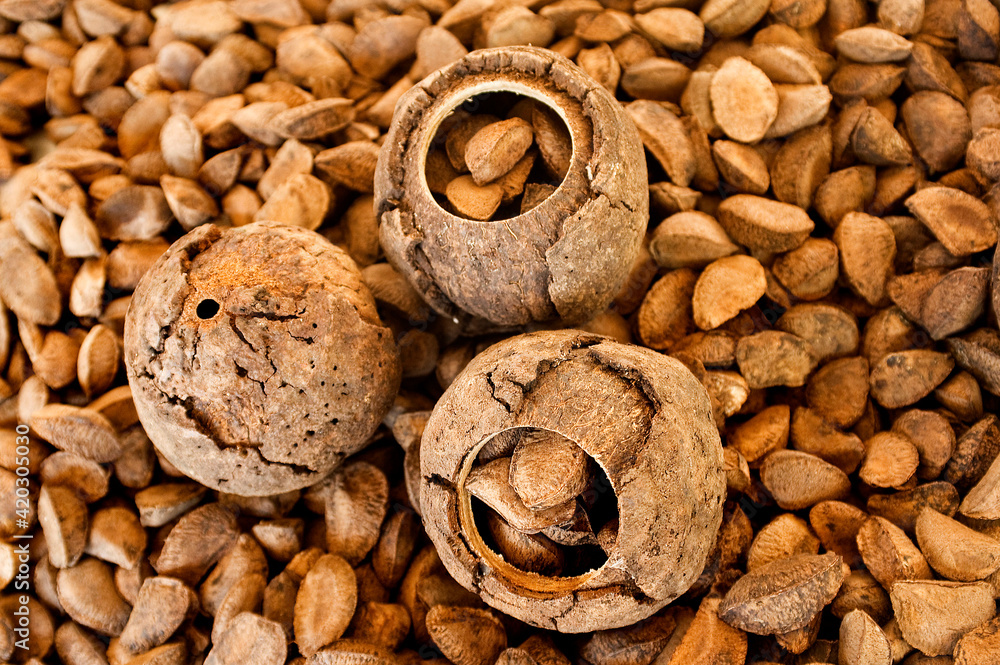 Ouriço e sementes de castanha-do-pará ou castanha-do-Brasil Stock Photo |  Adobe Stock