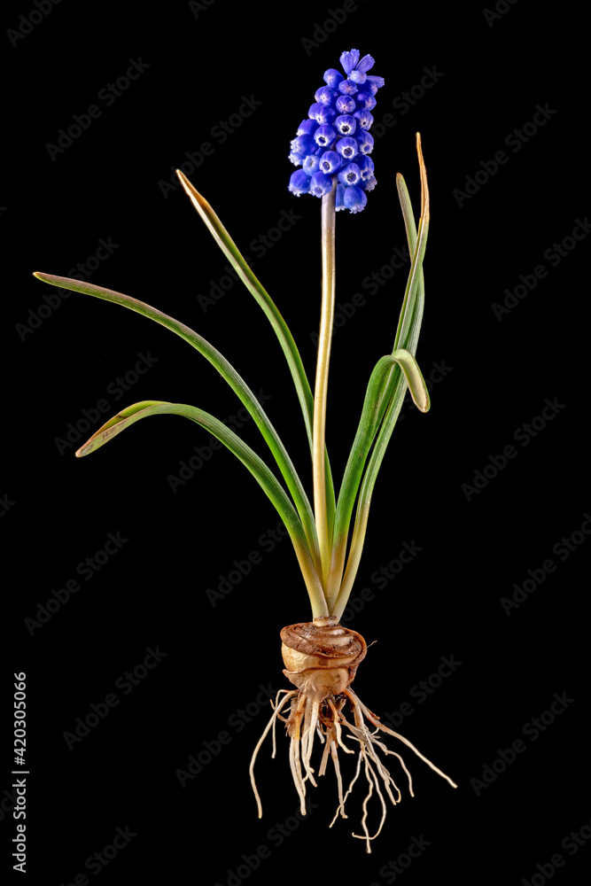 Fototapeta premium Blue grape hyacinth with onion, leaves and blossom
