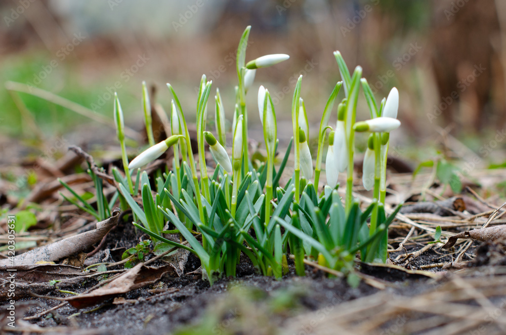 A group of snowdrops blooms in the garden. Beautiful spring flowers A group of snowdrops blooms in the garden. Beautiful spring flowers
