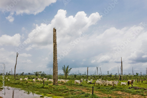 Área de floresta amazônica desmatada para criação de gado de corte na beira da Transamazônica 