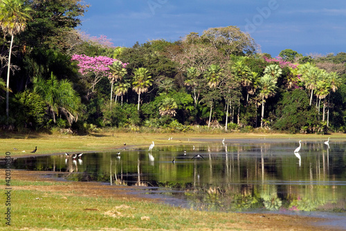 Paisagem no Pantanal com lagoa e aves photo