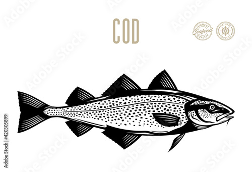 Vector cod fish illustration isolated on a white background