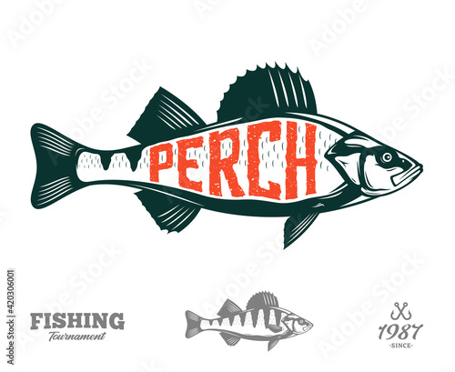 Vector perch fish illustration isolated on a white background