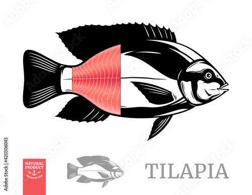 Vector tilapia fish illustration with fillet isolated on a white background