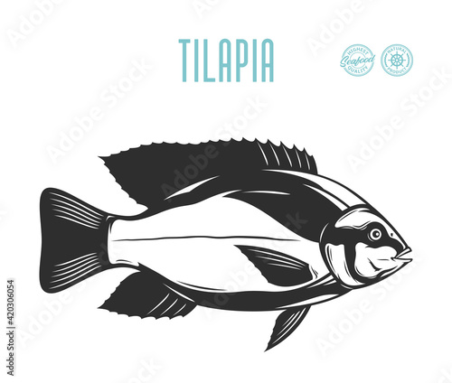 Vector tilapia fish illustration isolated on a white background