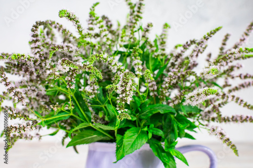 Lilac mint flowers with green leaves on a white background. Homemade herbs for tea. Close-up.