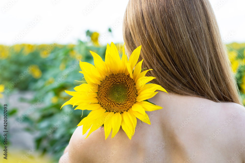 a girl with long hair stands with her bare back on the shoulder of a sunflower flower. Blooming sunflower field background. a girl with long hair stands with her bare back on the shoulder of a sunflower flower. Blooming sunflower field background.
