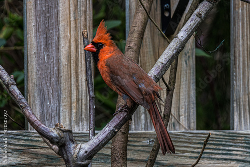 Northern Cardinal Perched Near a Fence