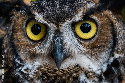 great horned owl close-up © Greg Meland
