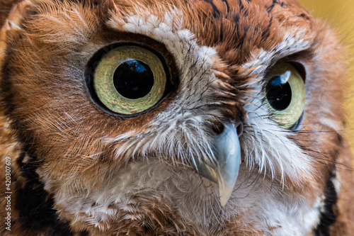Quadro su tela Eastern Screech Owl Close-up