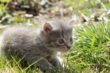 Small kitten on a green lawn. kitten with blue eyes on the lawn