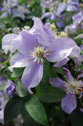 Clematis hellblau photo