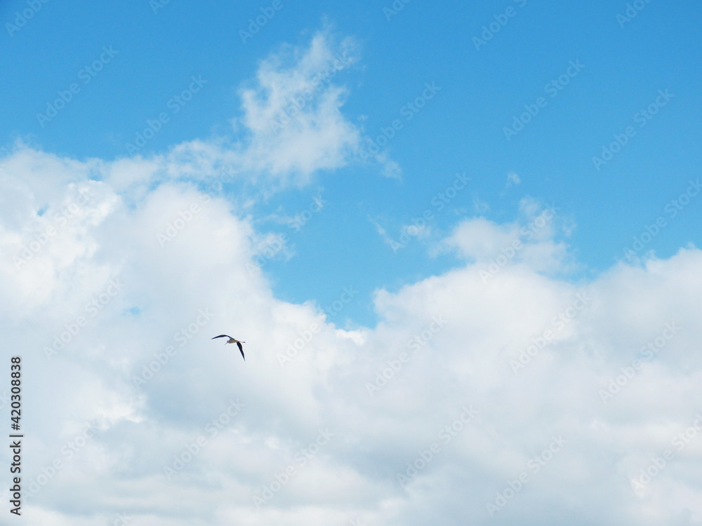 Heavenly sky. Bird fly in white fluffy clouds. Heavenly sky. Bird fly in white fluffy clouds.