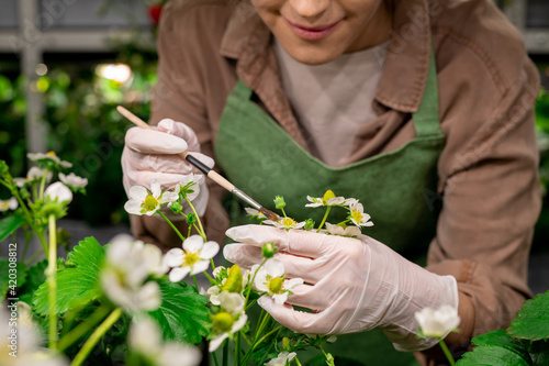 Gloved hands of vertical farm worker holding strawberry blossom during artificial pollination photo