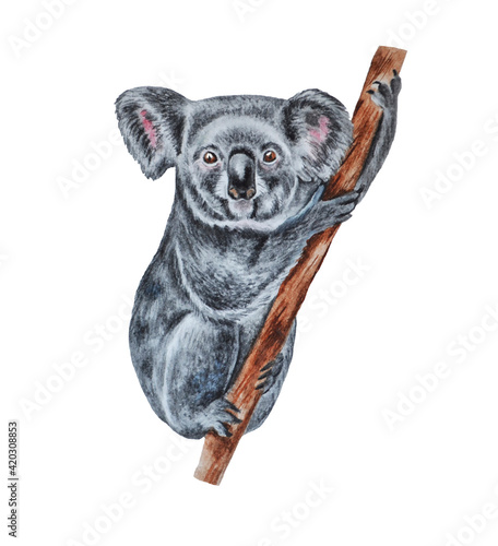 Canvas Print Watercolor realistic drawing of a koala on a white background