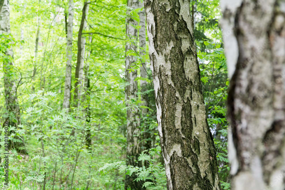 Obraz premium Green spring background with birch bark in foreground. Selective focus. Natural background with copy space.