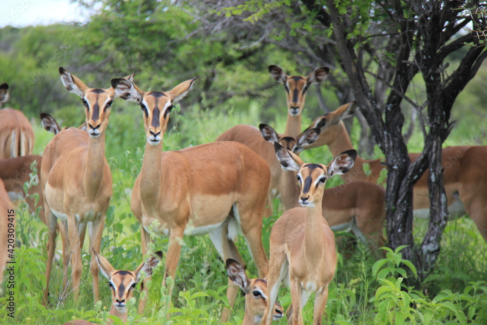 A herd of female Impala's in a conservation park in Africa, Namibia. A herd of female Impala's in a conservation park in Africa, Namibia.