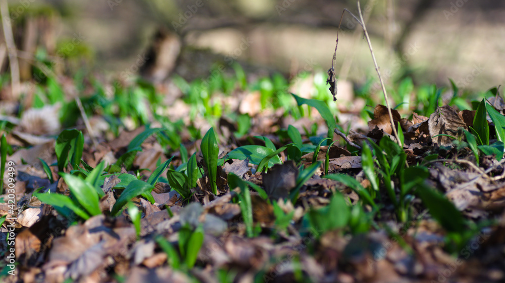 grass grass