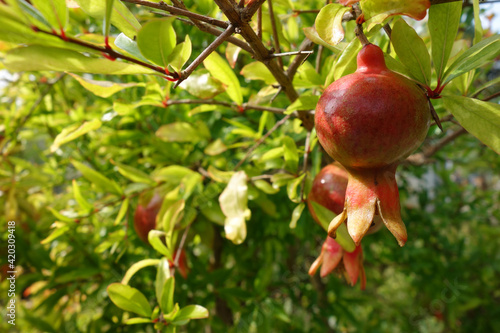 Quadro em tela Punica granatum