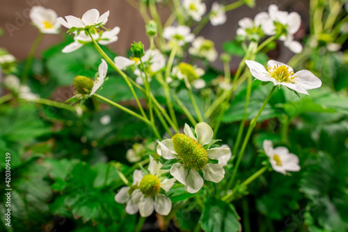 Blossom of garden strawberries with green leaves and small white petals growing in hothouse