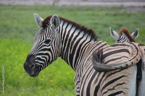 A Zebra in a conservation park in Africa  Namibia.