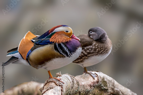 Beautiful mandarin duck couple standing on a tree in a little pond called Jacobiweiher not far away from Frankfurt, Germany at a cold day in winter.