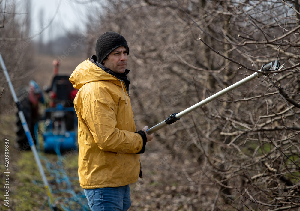 Naklejka premium Farmer pruning fruit tree