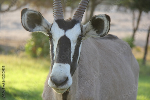 Close up of an oryx.