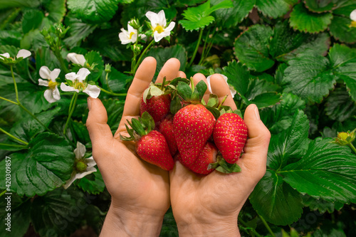 Hands of young worker of vertical farm or greenhouse holding heap of red ripe strawberries