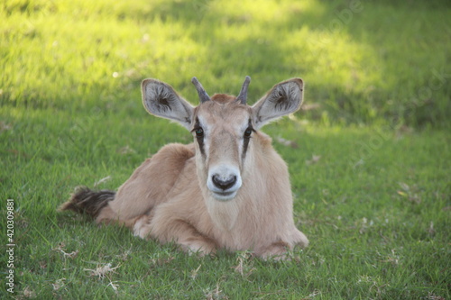Close up of an oryx calf.