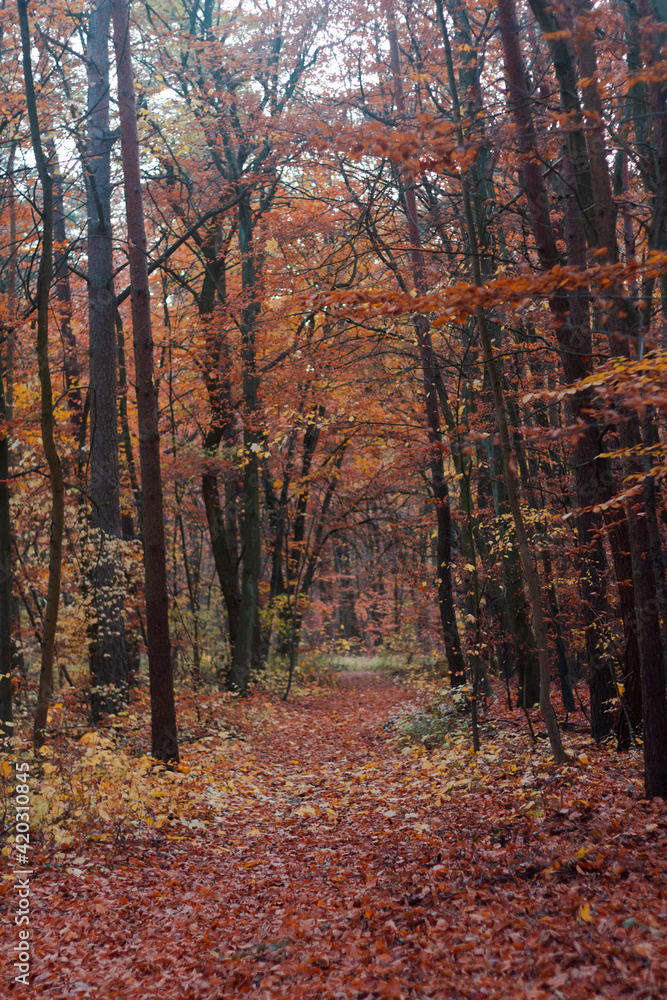 Forest in autumn in Germany