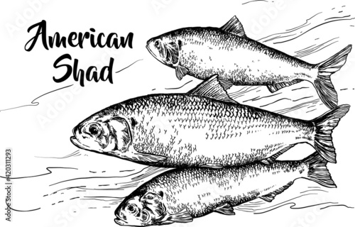 Ryba aloza w wektorach, rysunek czarno-biały