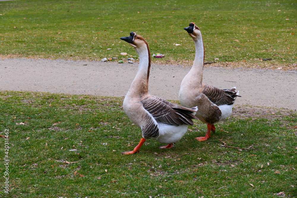 Obraz premium wild lebende Gänse