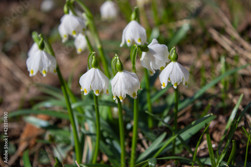 Flowers of Leucojum aestivum, called the summer snowflake or Loddon lily. Beautiful white flowers with yellow green spots on the petals in its natural environment. © JulyLo.Studio