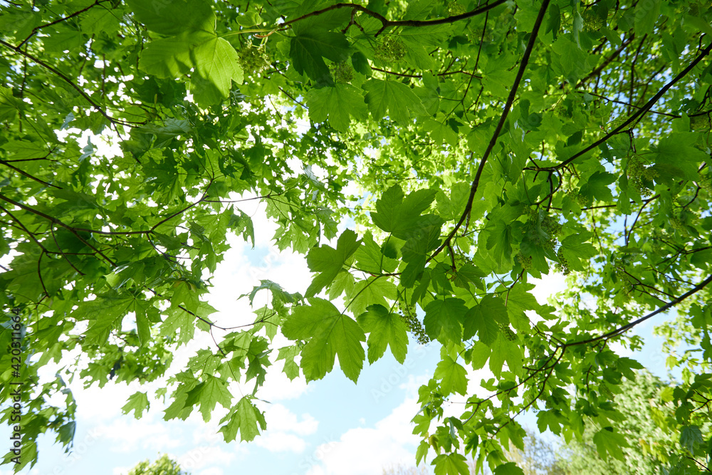 spring park with different plants and trees spring park with different plants and trees