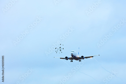 Photography illustrative - aircraft landing and birds - danger collision