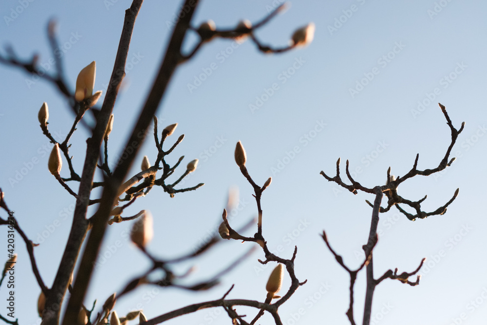 Magnolia buds branch with blue sky background Magnolia buds branch with blue sky background