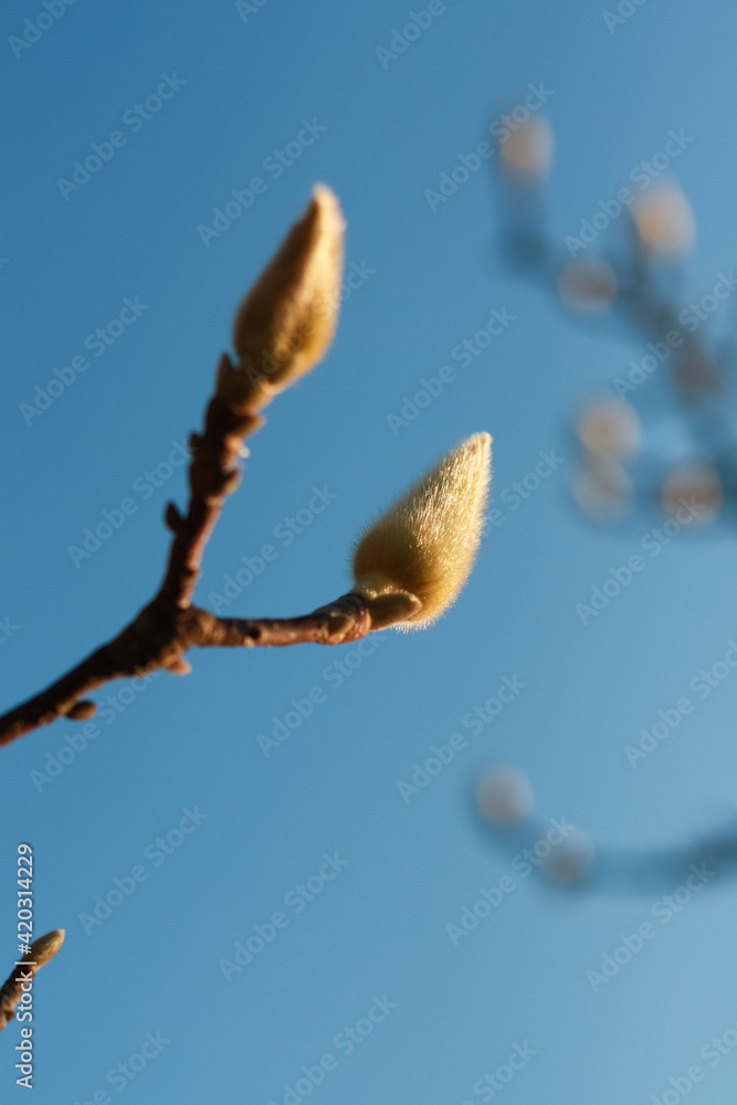 Fototapeta premium Magnolia buds branch with blue sky background