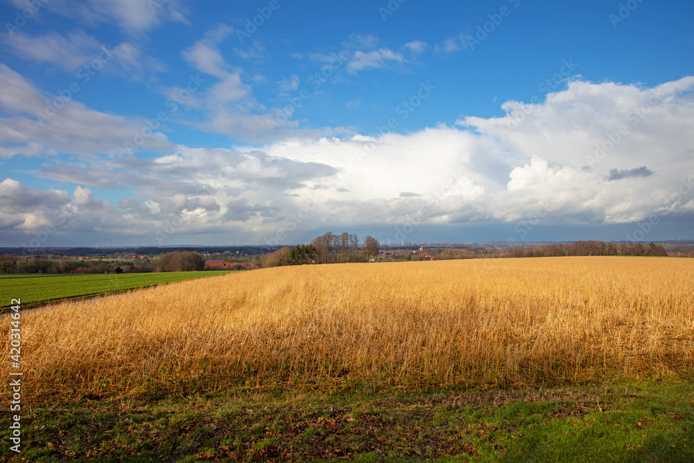 Fototapeta premium Lichtung am Randgebiet bei Nottuln