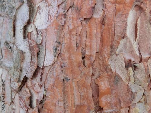 Pine bark texture close up