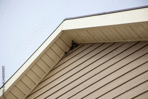 an insect nest tucked up inside the roof of a house