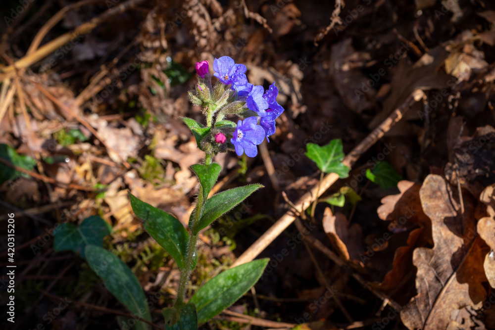 Wild blue flower in forest undergrowth