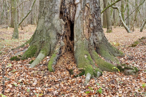 Rotting tree trunk in autumn