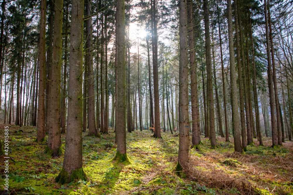 Obraz premium Nadelwald auf Wanderstrecke in Nottuln